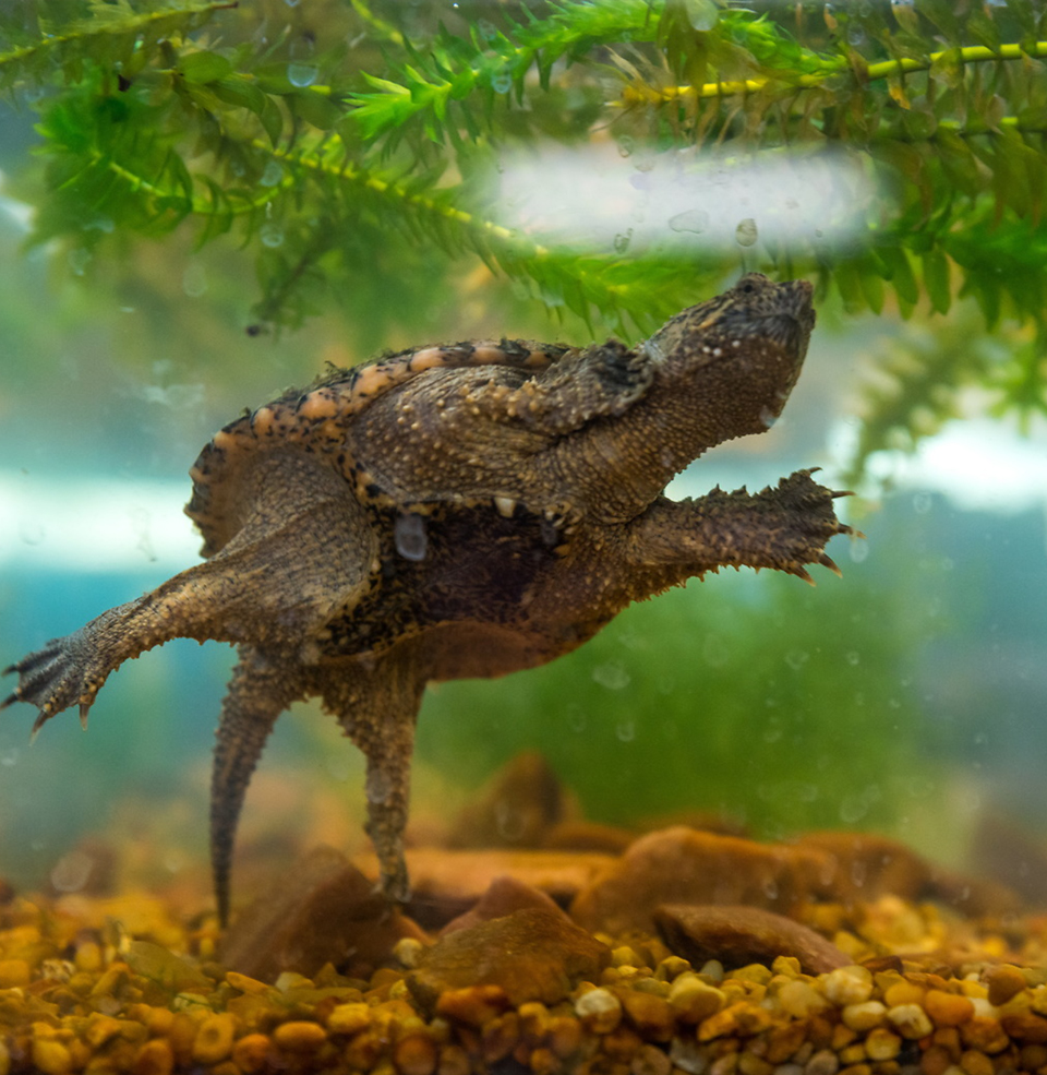 A turtle in an aquarium.