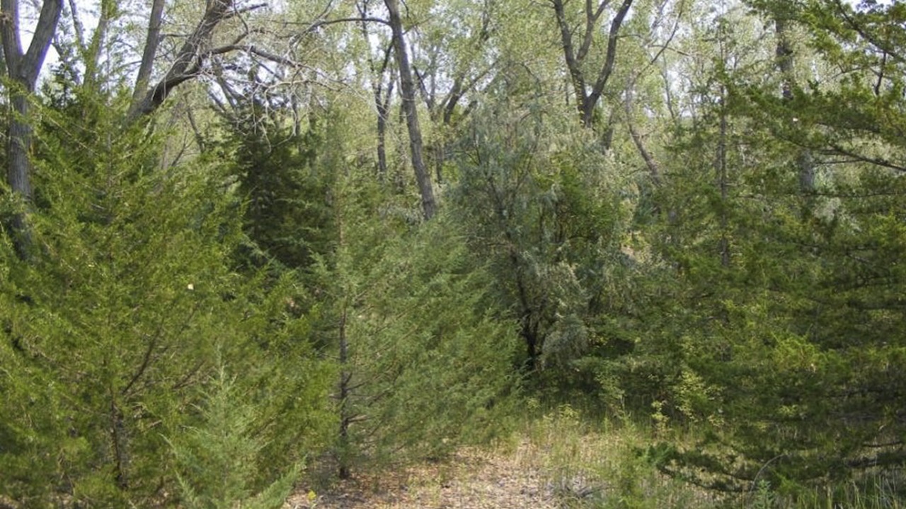 A forest scene of small cedar trees among larger trees