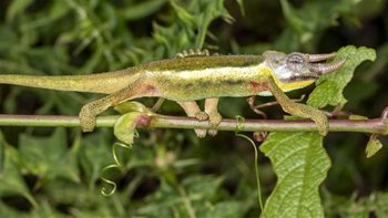 A green chameleon balances on a thin stick. 