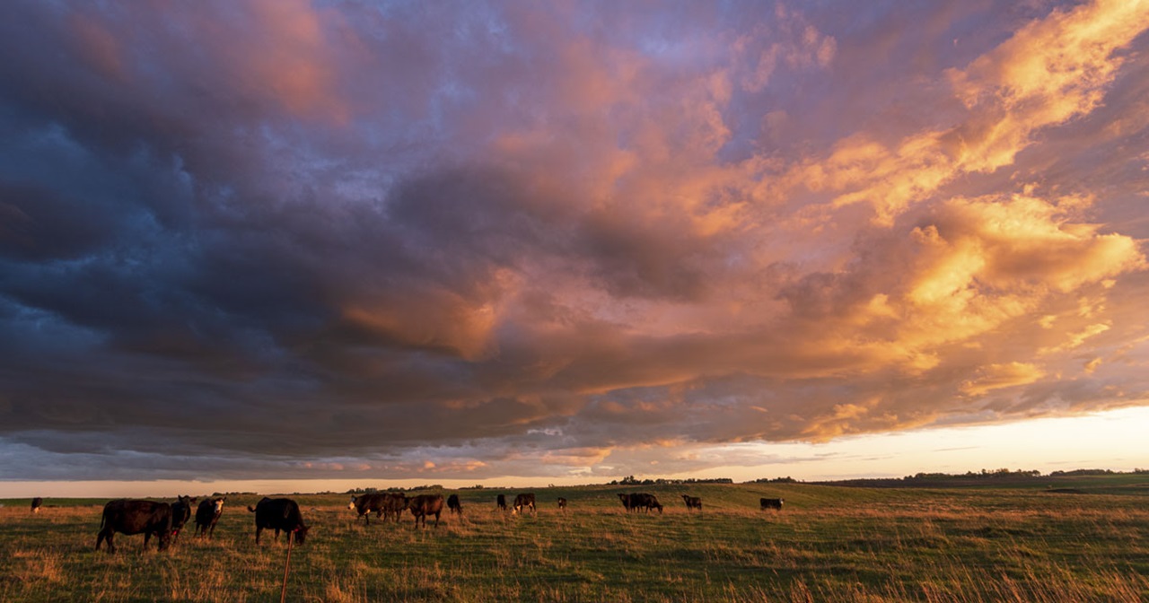An expansive sky at dusk with purple and orange clouds. Cattle are in the field grazing on the pasture grass. An expansive sky at dusk with purple and orange clouds. Cattle are in the field grazing on the pasture grass.