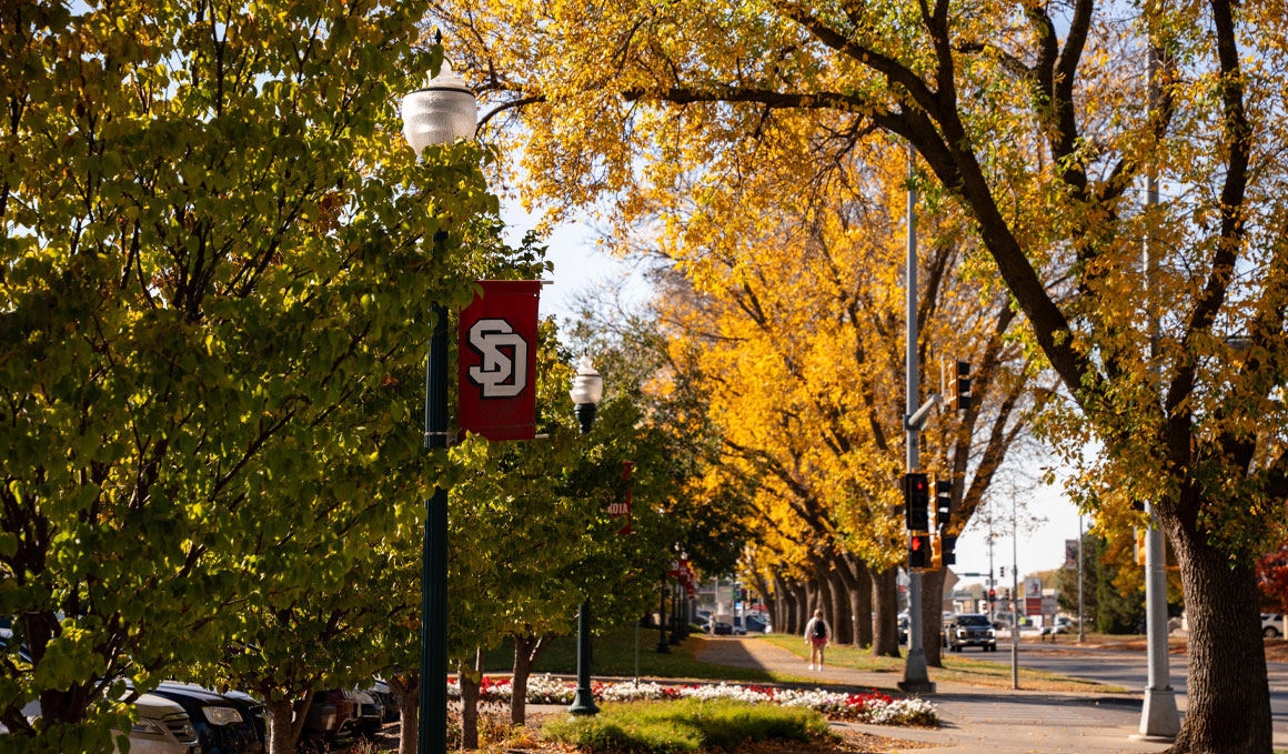 Tree-lined campus walkway in fall at USD, featuring red USD banners, cars parked along the street and bright yellow foliage under clear skies.
