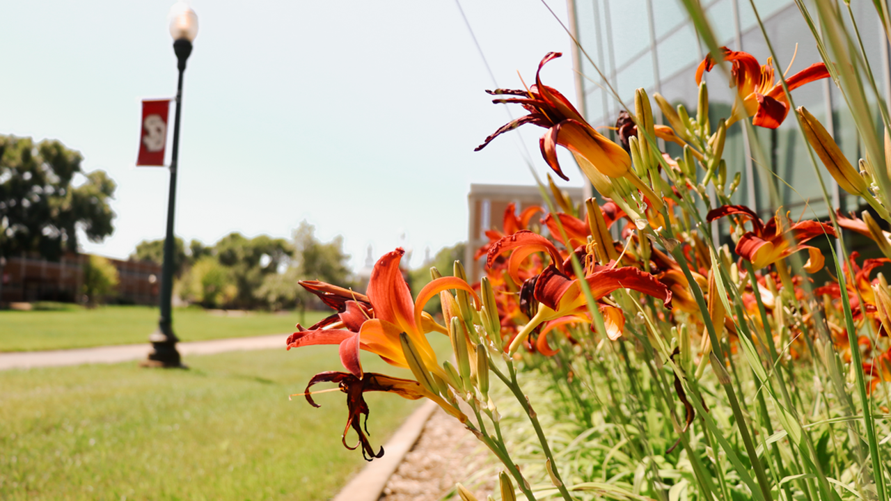 A picture of orange/red lilies sit on the sunny USD campus with a lightpole and a USD banner in the background.
