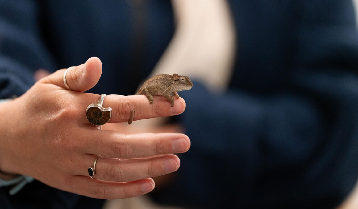 A small, brown chameleon rests on an individual's finger, with it's tail wrapped around the finger.