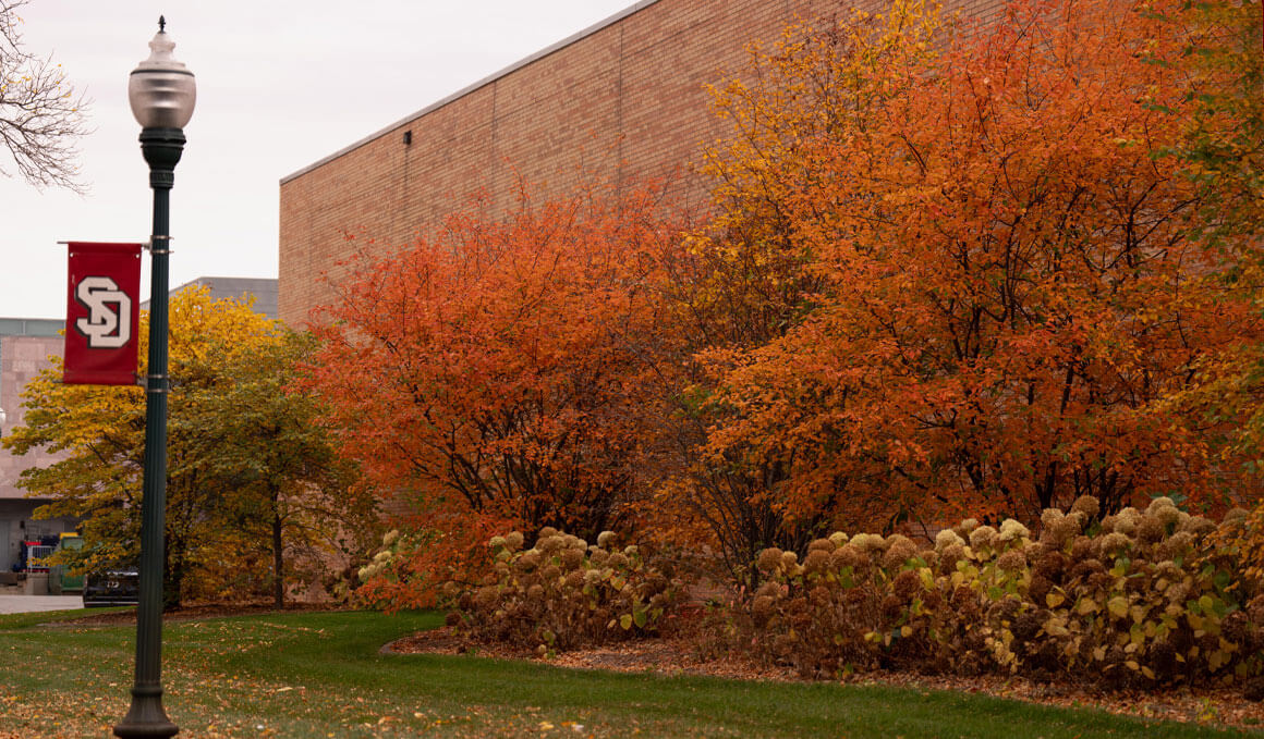 Fall trees and bushes, with vibrant fall colors, line the back of a building on the USD campus. In the foreground, a lightpole with the red USD banner is visible.
