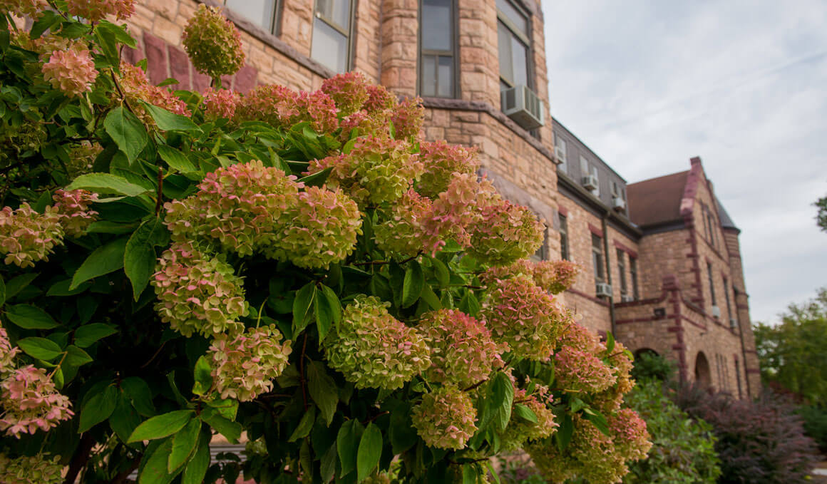 Big, beautiful hydrangeas sit in front of a building on the USD campus.