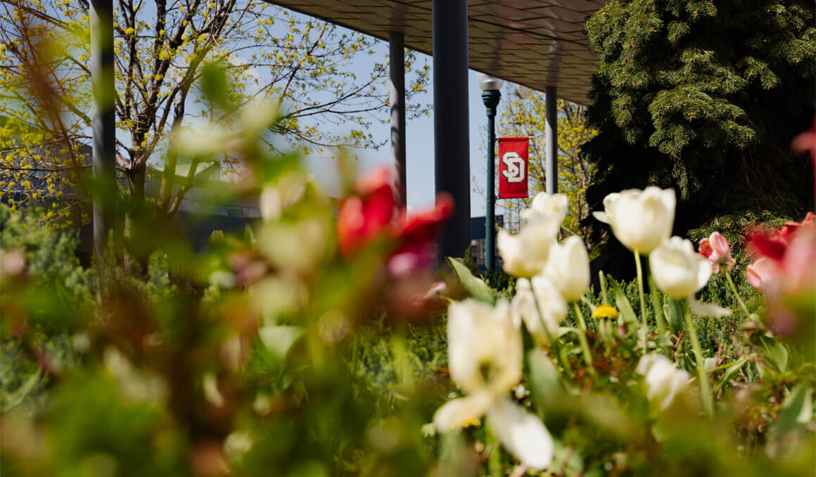 This photo shows a close up of spring tulips in the foreground, with a red USD banner, which has the white USD logo on it, in the background, which is attached to a light pole. 