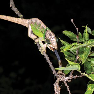 A green and brown chameleon clings to a branch in the dark, extending its long blue tongue toward green leaves on a nearby twig.