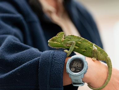 A green chameleon rests on a person’s arm beside a digital wristwatch, with the person wearing a dark jacket.
