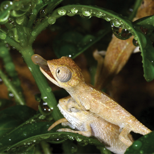 A light brown and tan chameleon with textured skin extends its tongue while perched on a leafy green plant covered in water droplets. Another pale beige chameleon is partially visible in the background.